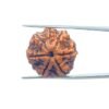 7 Mukhi Nepal Rudraksha (22.32 Mm) 34 7-Mukhi-Nepal-Rudraksha-22.32-Mm-Mp-C-1.Jpg