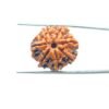 7-Mukhi-Nepal-Rudraksha-22.32-Mm-Mp-C.jpg