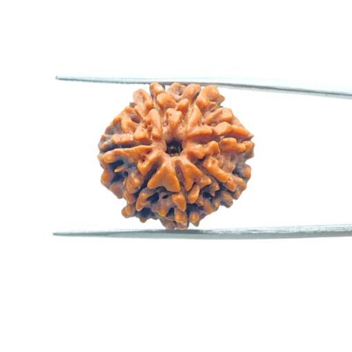 7-Mukhi-Nepal-Rudraksha-22.32-Mm-Mp-C.jpg