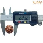 7 Mukhi Nepal Rudraksha (22.32 Mm) 8 7-Mukhi-Nepal-Rudraksha-22.32-Mm-Op-C-1.Jpg