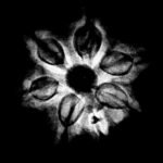 7 Mukhi Nepal Rudraksha (22.32 Mm) 9 7-Mukhi-Nepal-Rudraksha-22.32-Mmfp-V.jpg