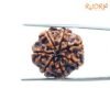 7 Mukhi Nepal Rudraksha (22.40 Mm) 14 7-Mukhi-Nepal-Rudraksha-22.40-Mm-Bp-C.jpg