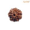 7 Mukhi Nepal Rudraksha (22.40 Mm) 13 7-Mukhi-Nepal-Rudraksha-22.40-Mm-Fp-C.jpg