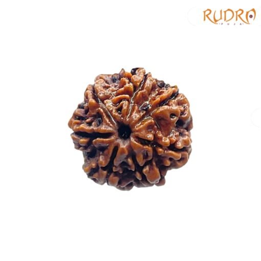 7-Mukhi-Nepal-Rudraksha-22.40-Mm-Fp-C.jpg