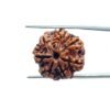 7-Mukhi-Nepal-Rudraksha-22.40-Mm-Mp-C.jpg