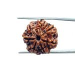 7-Mukhi-Nepal-Rudraksha-22.40-MM-MP-C.jpg