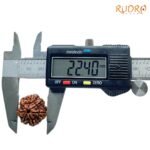 7-Mukhi-Nepal-Rudraksha-22.40-Mm-Op-C.jpg