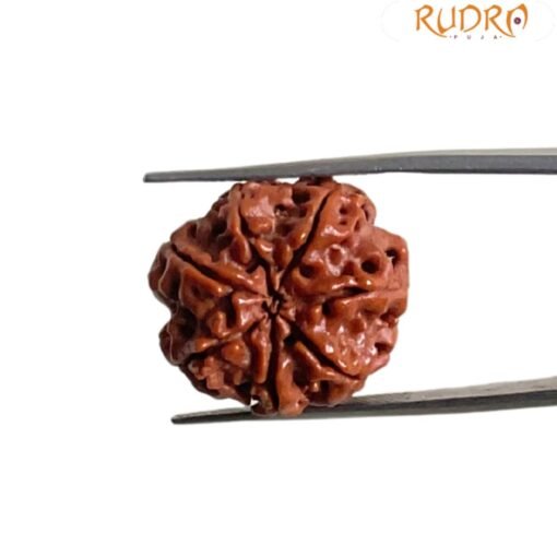 7 Mukhi Nepal Rudraksha (22.42 Mm)