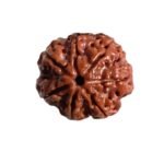 7 Mukhi Nepal Rudraksha (22.42 Mm)