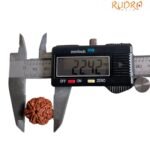 7 Mukhi Nepal Rudraksha (22.42 Mm)