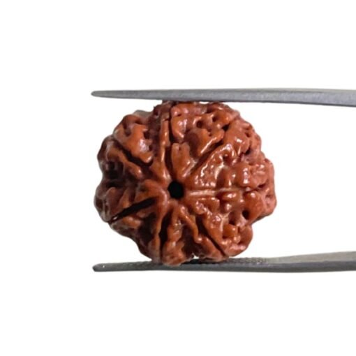 7 Mukhi Nepal Rudraksha (22.42 Mm)