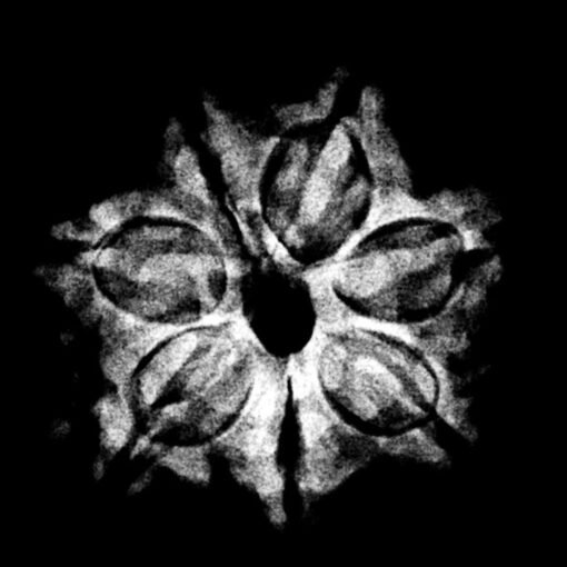 7 Mukhi Nepal Rudraksha (22.42 MM) x-ray