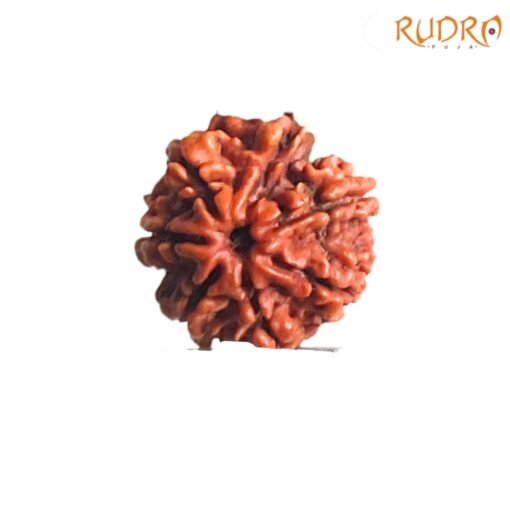 7-Mukhi-Nepal-Rudraksha-22.45-Mm-Fp-C.jpg