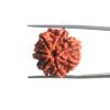 7-Mukhi-Nepal-Rudraksha-22.45-MM-MP-C.jpg