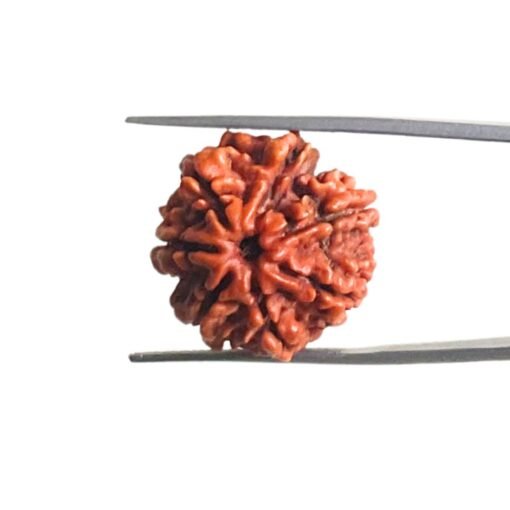 7-Mukhi-Nepal-Rudraksha-22.45-Mm-Mp-C.jpg