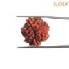7 Mukhi Nepal Rudraksha (22.45 Mm) 14 7-Mukhi-Nepal-Rudraksha-22.45-Mm-Up-C.jpg