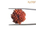 7-Mukhi-Nepal-Rudraksha-22.45-Mm-Up-C.jpg