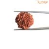 7 Mukhi Nepal Rudraksha (22.50Mm) 14 7-Mukhi-Nepal-Rudraksha-22.50Mm-Bp-C-1.Jpg