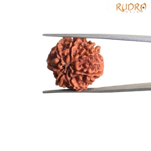 7-Mukhi-Nepal-Rudraksha-22.50Mm-Bp-C-1.Jpg