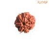 7 Mukhi Nepal Rudraksha (22.50Mm) 13 7-Mukhi-Nepal-Rudraksha-22.50Mm-Fp-C-1.Jpg