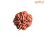 7-Mukhi-Nepal-Rudraksha-22.50MM-FP-C-1.jpg