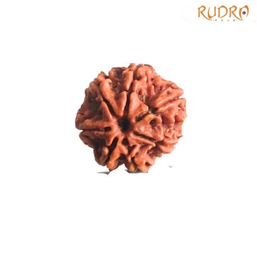 7-Mukhi-Nepal-Rudraksha-22.50Mm-Fp-C-1.Jpg