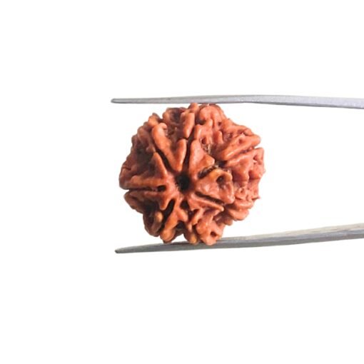 7-Mukhi-Nepal-Rudraksha-22.50Mm-Mp-C.jpg