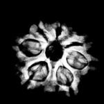 Saat Mukhi Rudraksha - (22.50 Mm) 9 7 Mukhi Nepal Rudraksha (22.50Mm)