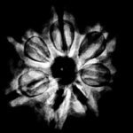 7 Mukhi Nepal Rudraksha (22.50Mm) 9 7 Mukhi Nepal Rudraksha (22.50Mm)