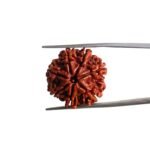 7 Mukhi Nepal Rudraksha (22.72 MM)