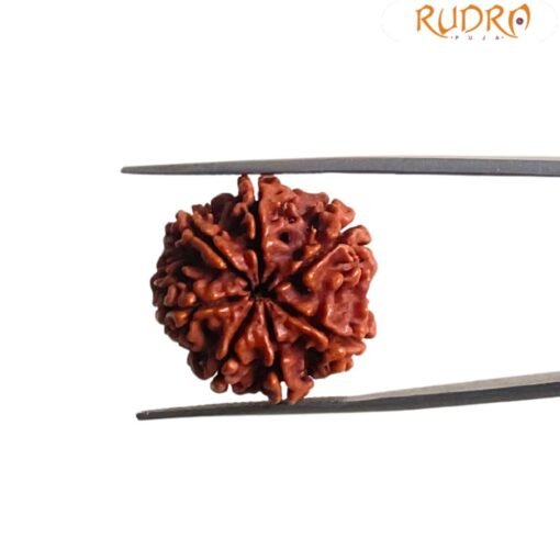 7 Mukhi Nepal Rudraksha (22.72 Mm)