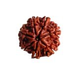 7 Mukhi Nepal Rudraksha (22.72 Mm)