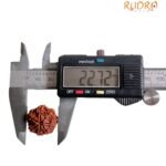 7 Mukhi Nepal Rudraksha (22.72 Mm)