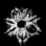 7 Mukhi Nepal Rudraksha (22.72 Mm) X-Ray