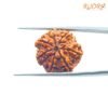 7 Mukhi Nepal Rudraksha (22.88 Mm) 14 7-Mukhi-Nepal-Rudraksha-22.88-Mm-Bp-C-1.Jpg