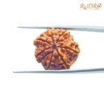 7-Mukhi-Nepal-Rudraksha-22.88-Mm-Bp-C-1.Jpg