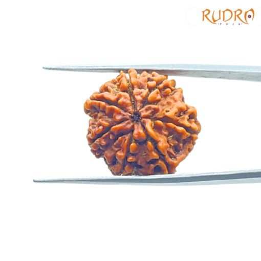 7-Mukhi-Nepal-Rudraksha-22.88-Mm-Bp-C-1.Jpg