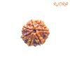 7 Mukhi Nepal Rudraksha (22.88 Mm) 13 7-Mukhi-Nepal-Rudraksha-22.88-Mm-Fp-C-1.Jpg