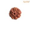 7 Mukhi Nepal Rudraksha (22.88 Mm) 13 7-Mukhi-Nepal-Rudraksha-22.88-Mm-Fp-C.jpg