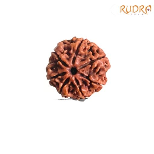 7-Mukhi-Nepal-Rudraksha-22.88-Mm-Fp-C.jpg