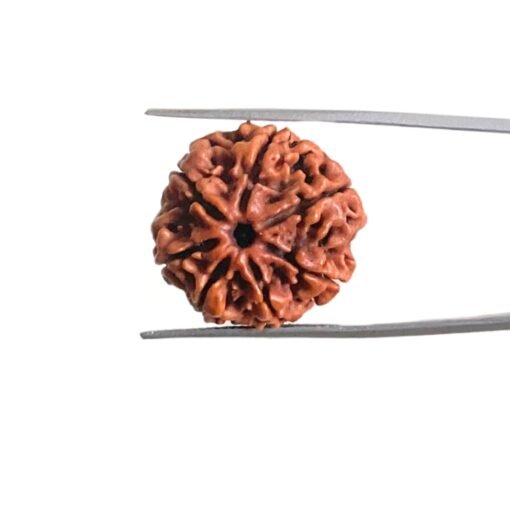 7-Mukhi-Nepal-Rudraksha-22.88-Mm-Mp-C.jpg
