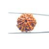 7-Mukhi-Nepal-Rudraksha-22.88-MM-MPC.jpg