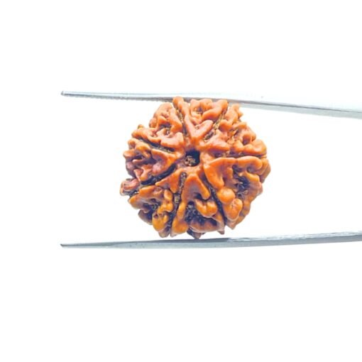7-Mukhi-Nepal-Rudraksha-22.88-Mm-Mpc.jpg