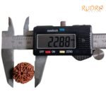 7-Mukhi-Nepal-Rudraksha-22.88-Mm-Op-C.jpg