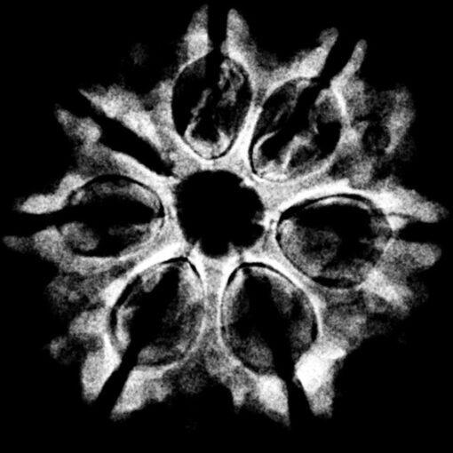 7 Mukhi Nepal Rudraksha (22.88 MM) x-ray (2)