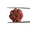 7 Mukhi Nepal Rudraksha (22.92 Mm)