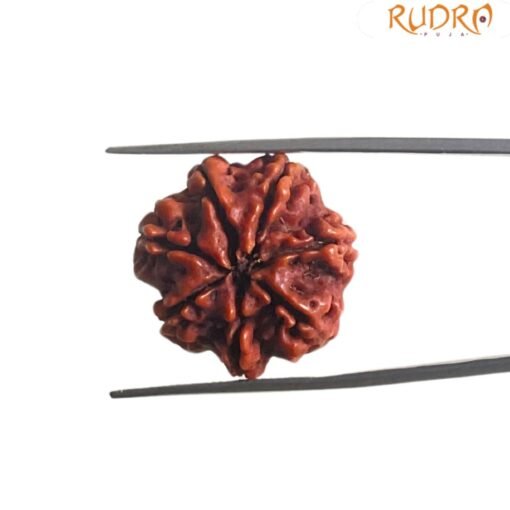 7 Mukhi Nepal Rudraksha (22.92 MM)