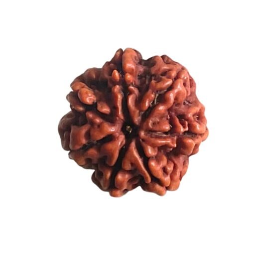 7 Mukhi Nepal Rudraksha (22.92 MM)