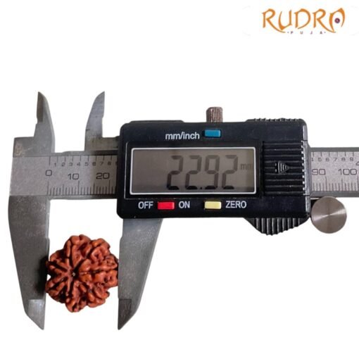 7 Mukhi Nepal Rudraksha (22.92 MM)