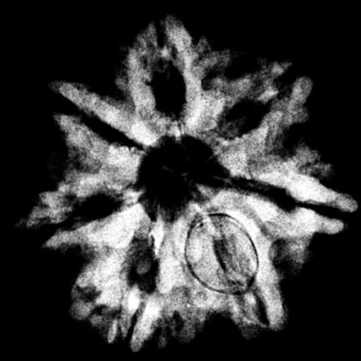 7 Mukhi Nepal Rudraksha (22.92 MM)x-ray